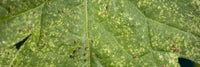 Spider Mite