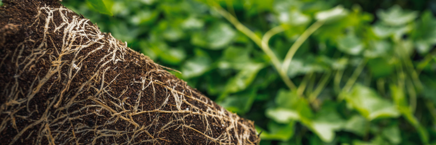 Mycorrhizal fungi - Dragonfli