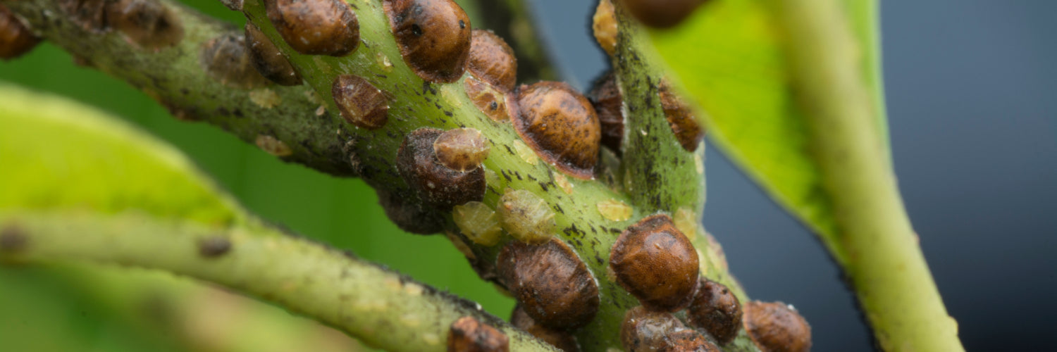 Scale Insects - Dragonfli