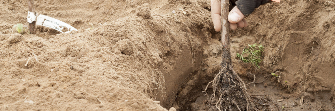 Bare Root Planting