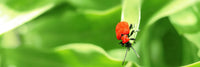 Lily Beetle