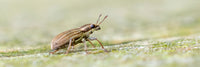 Pea & Bean Weevil