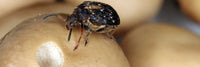 Bruchid Beetle