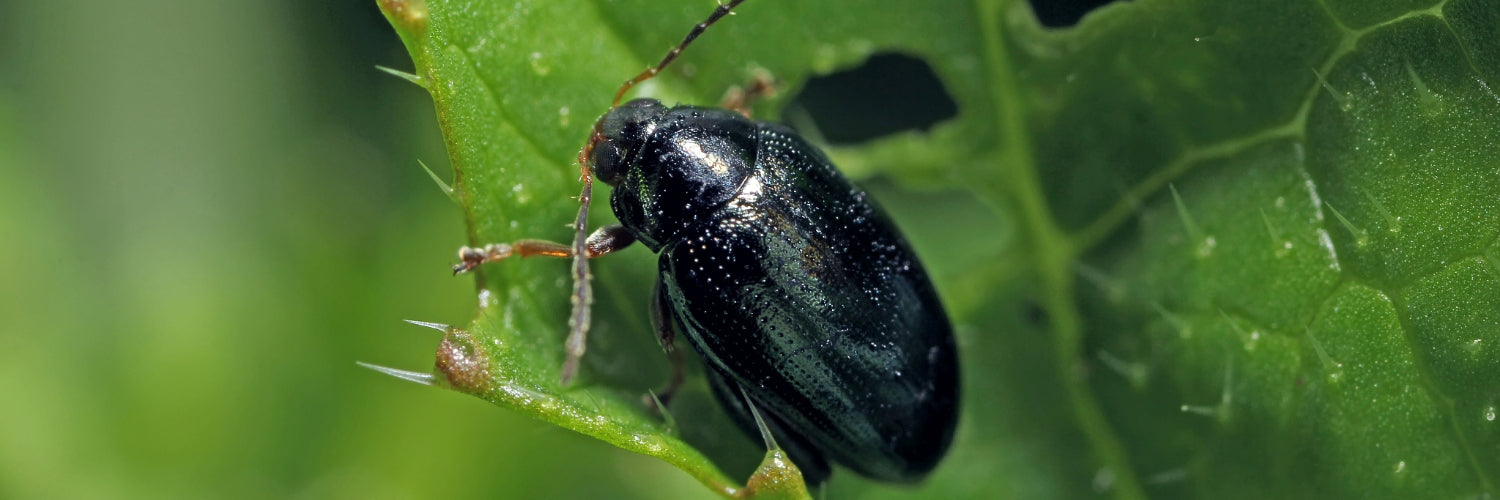 Flea Beetle