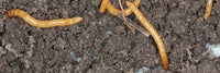 Wireworms