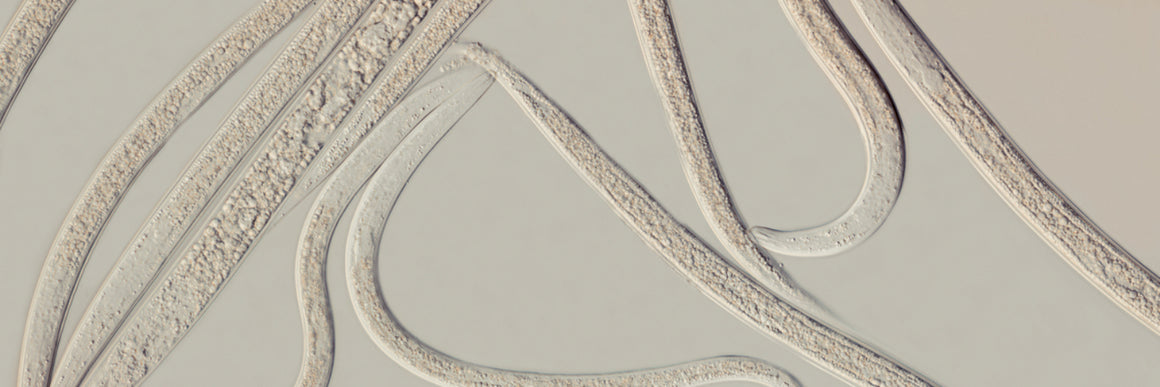 Small Garden Nematodes