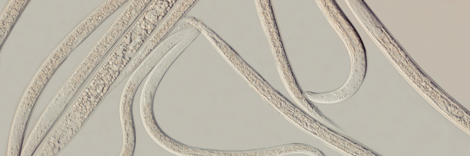 Small Garden Nematodes