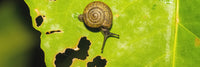 Snails