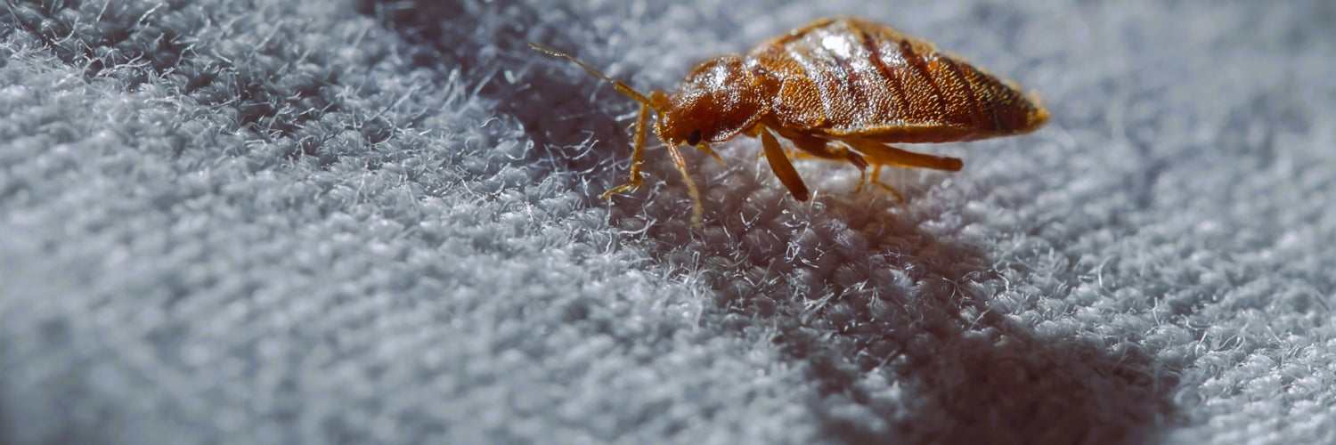 Bed Bugs