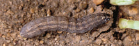 Cutworm