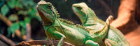 Reptile Care