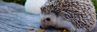 Hedgehog Care