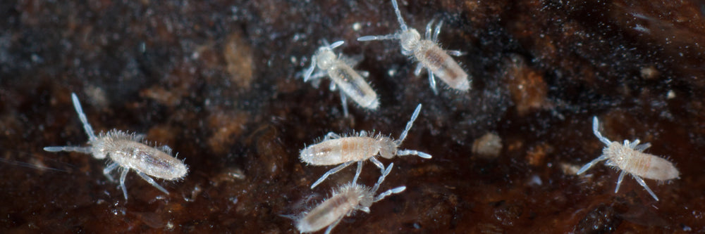 Springtails - Dragonfli