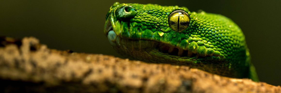 Snake Mite / Reptile Mite