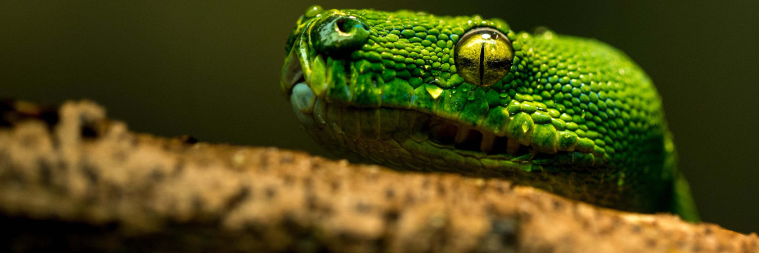 Taurrus Snake Mite Control - Dragonfli