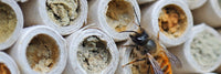 Solitary Bees