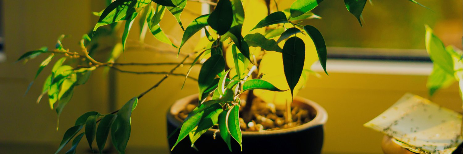 Sticky Insect Traps - Dragonfli