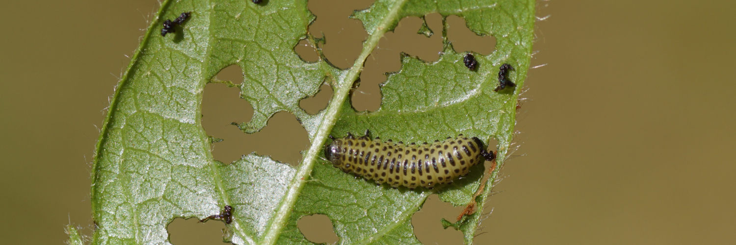 Viburnum Beetle - Dragonfli