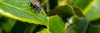 Vine Weevil