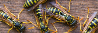 Wasps