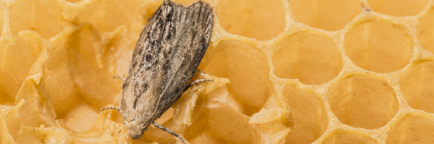 Wax Moth - Dragonfli