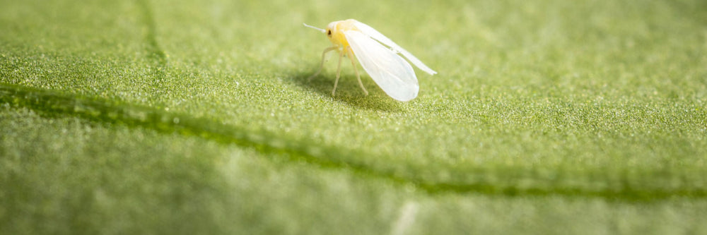 Whitefly Biological Control - Products to Naturally Kill Whitefly ...