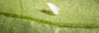 Whitefly