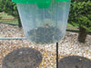 Garden Chafer Beetle Trap Including Attractant Lure