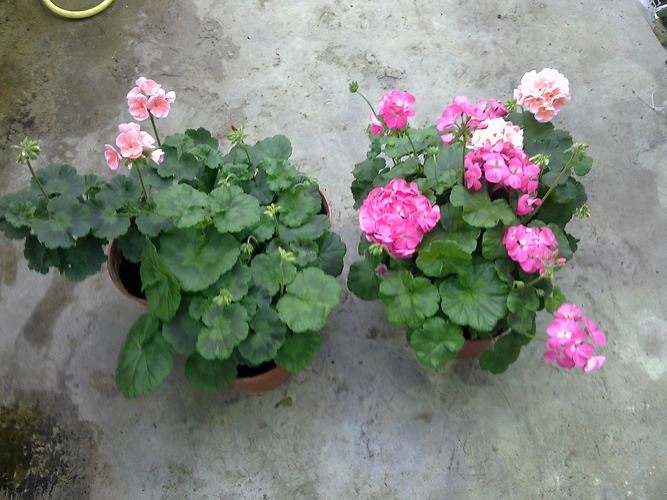 Roots & Soil Boost Bundle