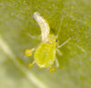Hoverfly Larvae - Sphaerophoria rueppellii