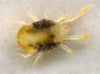 Amblyseius andersoni Predators - Spider Mite Preventative System