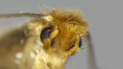 Replacement Clothes Moth Trap (No Lures Included)