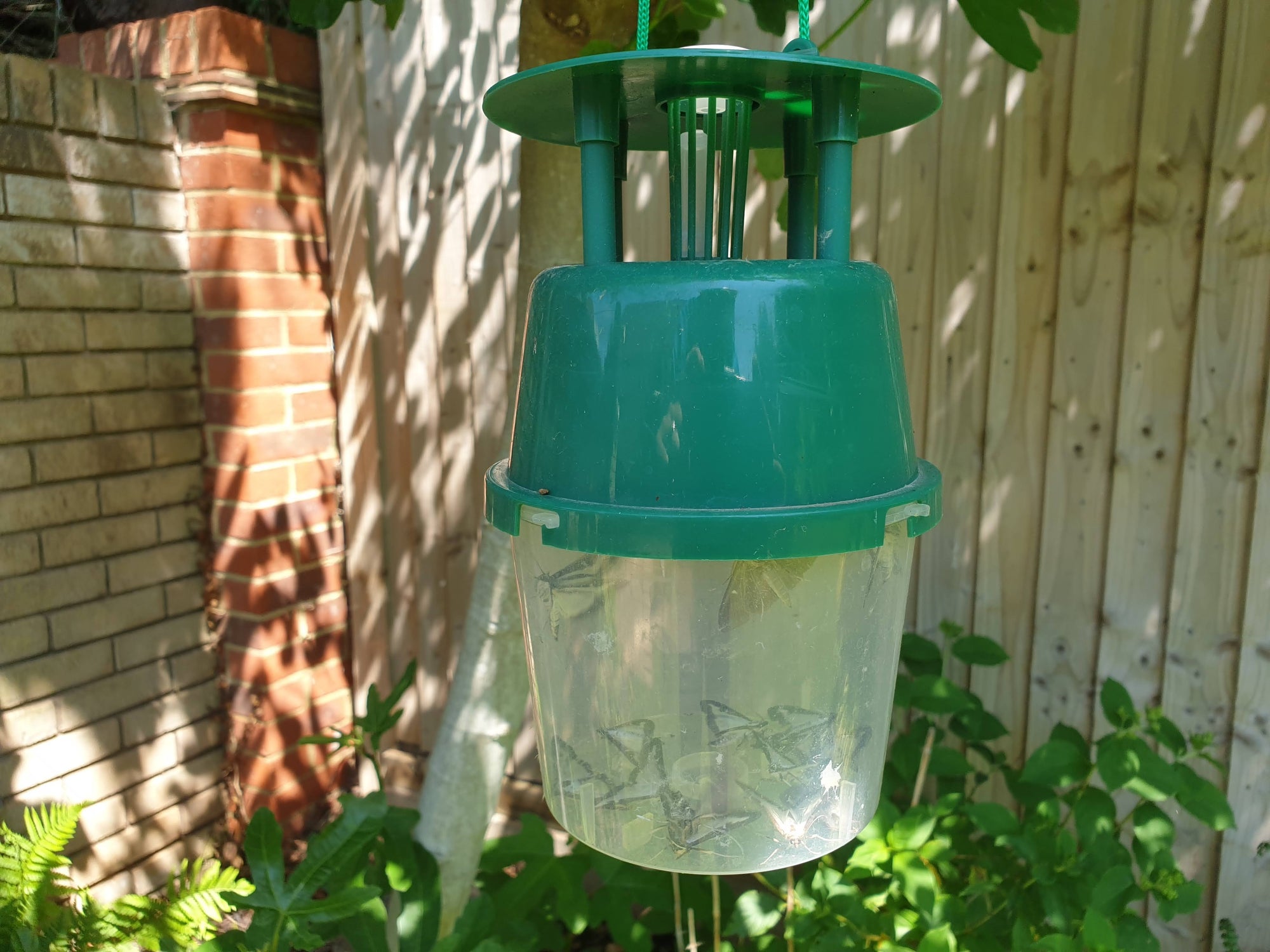 Hofman Boxwood moth trap including attractant Buy Online