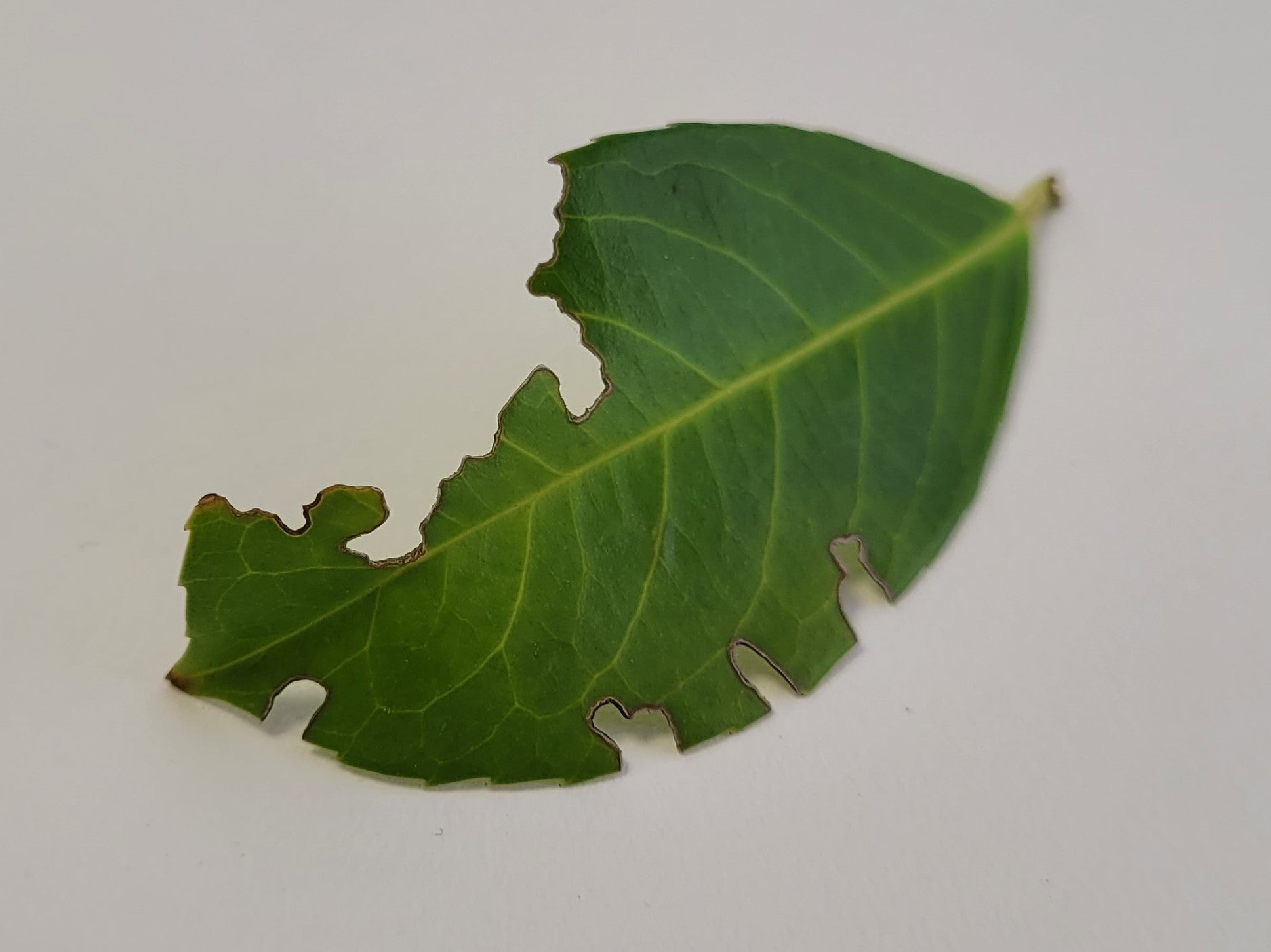 Small Garden Vine Weevil Killer Nematodes