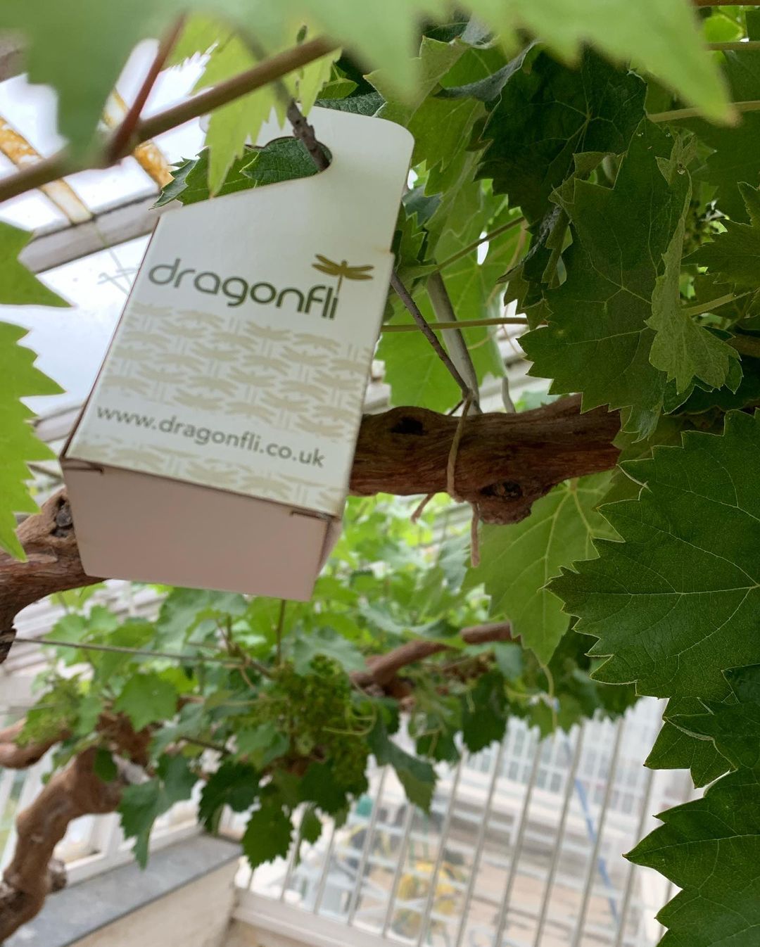 Distribution Box - Easily Apply Your Natural Predators, Hang From Plants