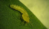 Hoverfly Larvae - Sphaerophoria rueppellii