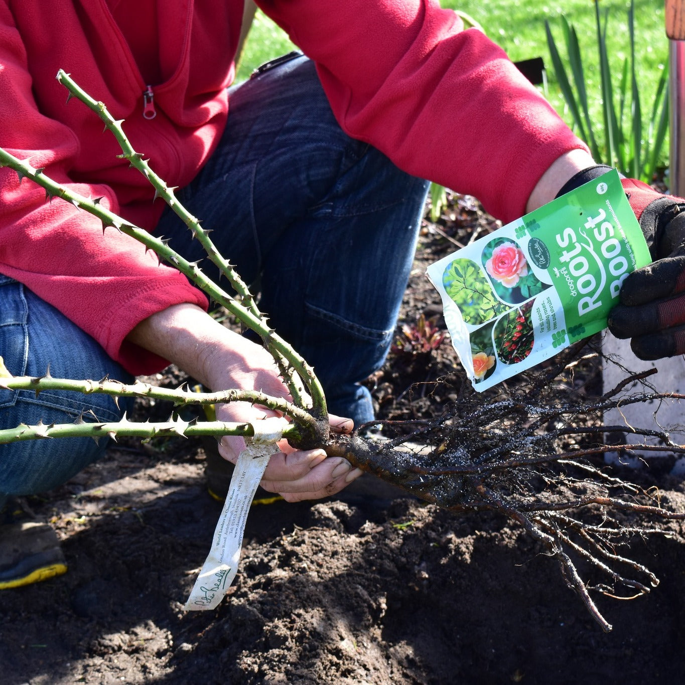 Roots Boost Mycorrhizal Fungi Granules