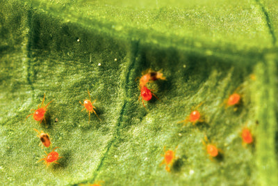 Spider Mite Control Bundle: Californicus, Phytoseiulus, Distribution Boxes & A Free Hand Lens