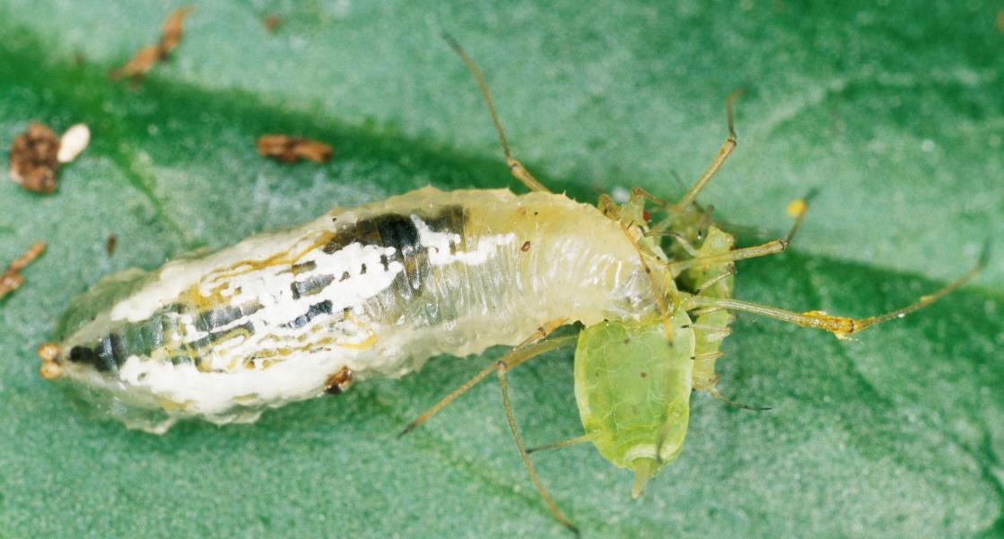 Hoverfly Larvae - Sphaerophoria rueppellii