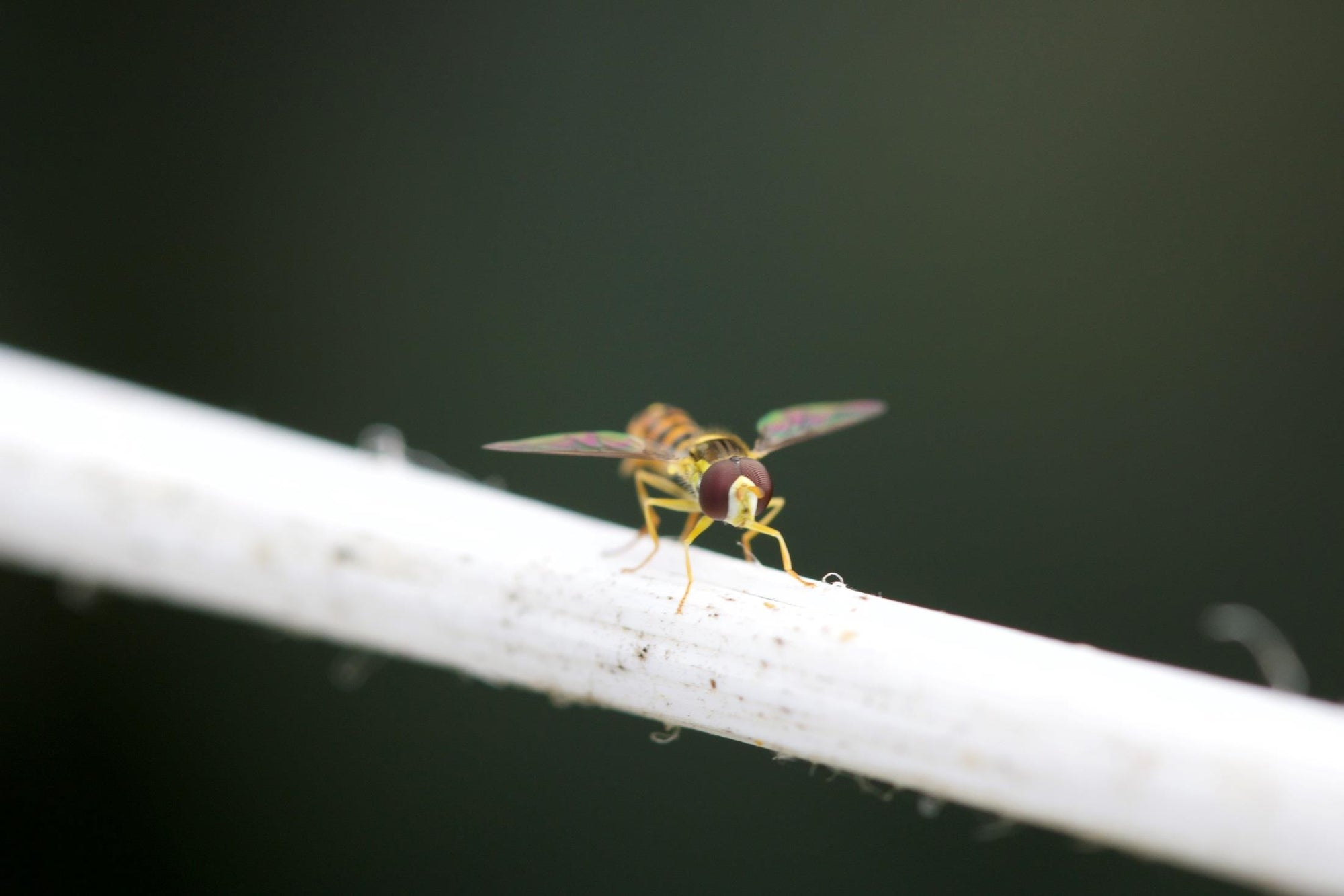 Hoverfly Larvae - Sphaerophoria rueppellii