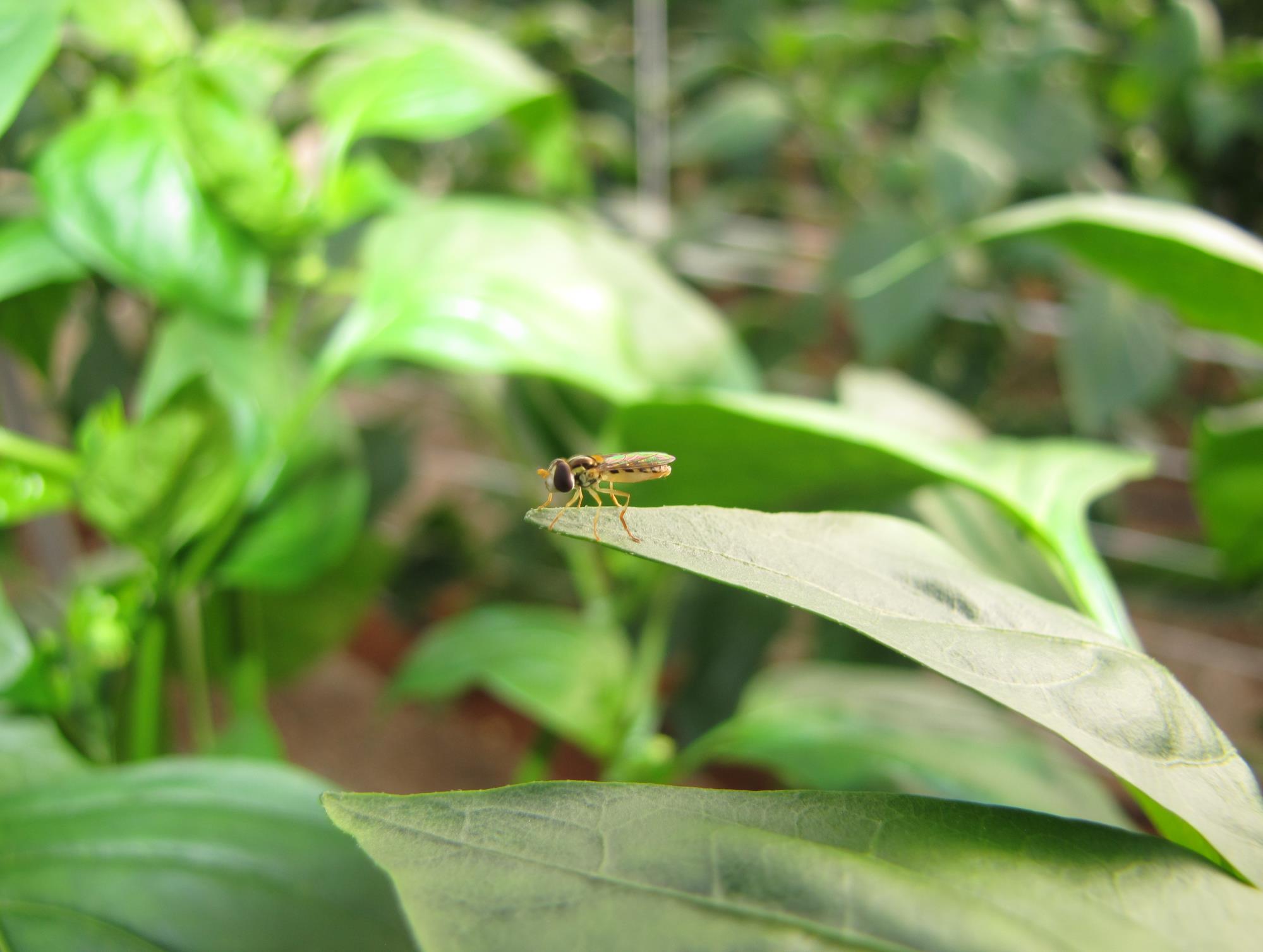 Hoverfly Larvae - Sphaerophoria rueppellii