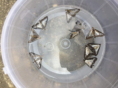 Box Tree Moth Pheromone Trap