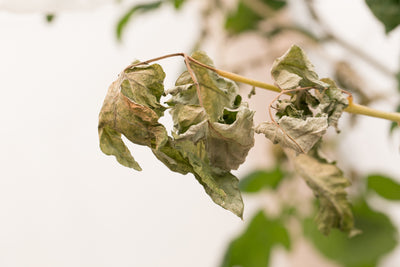 Russet Mite Killer - Amblyseius andersoni