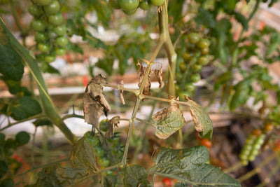 Russet Mite Killer - Amblyseius andersoni