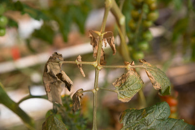 Russet Mite Killer - Amblyseius andersoni