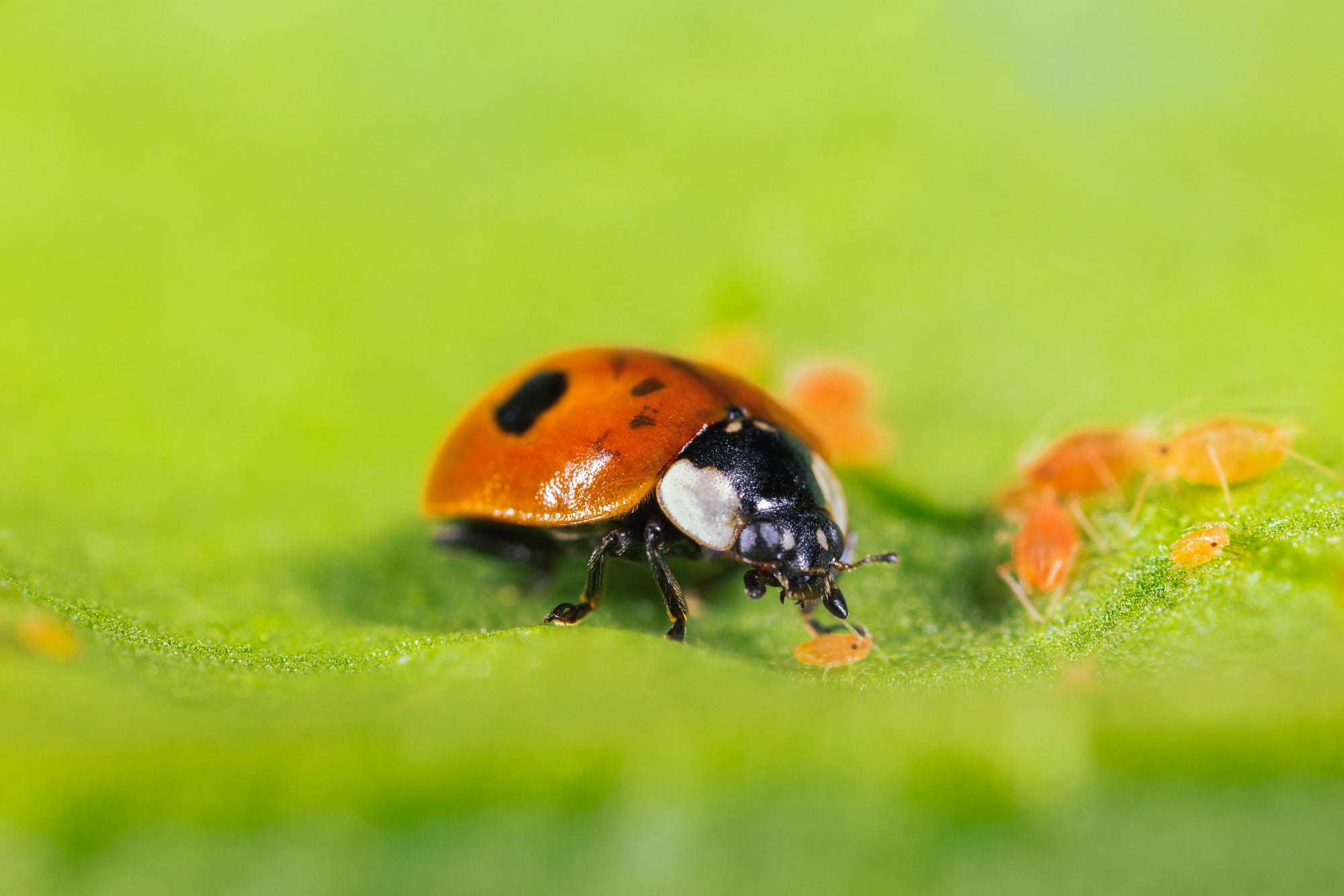 Ladybird Pupae - Adalia bipunctata