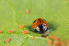 Adult Ladybirds - Adalia bipunctata (Supplied As Pupae)