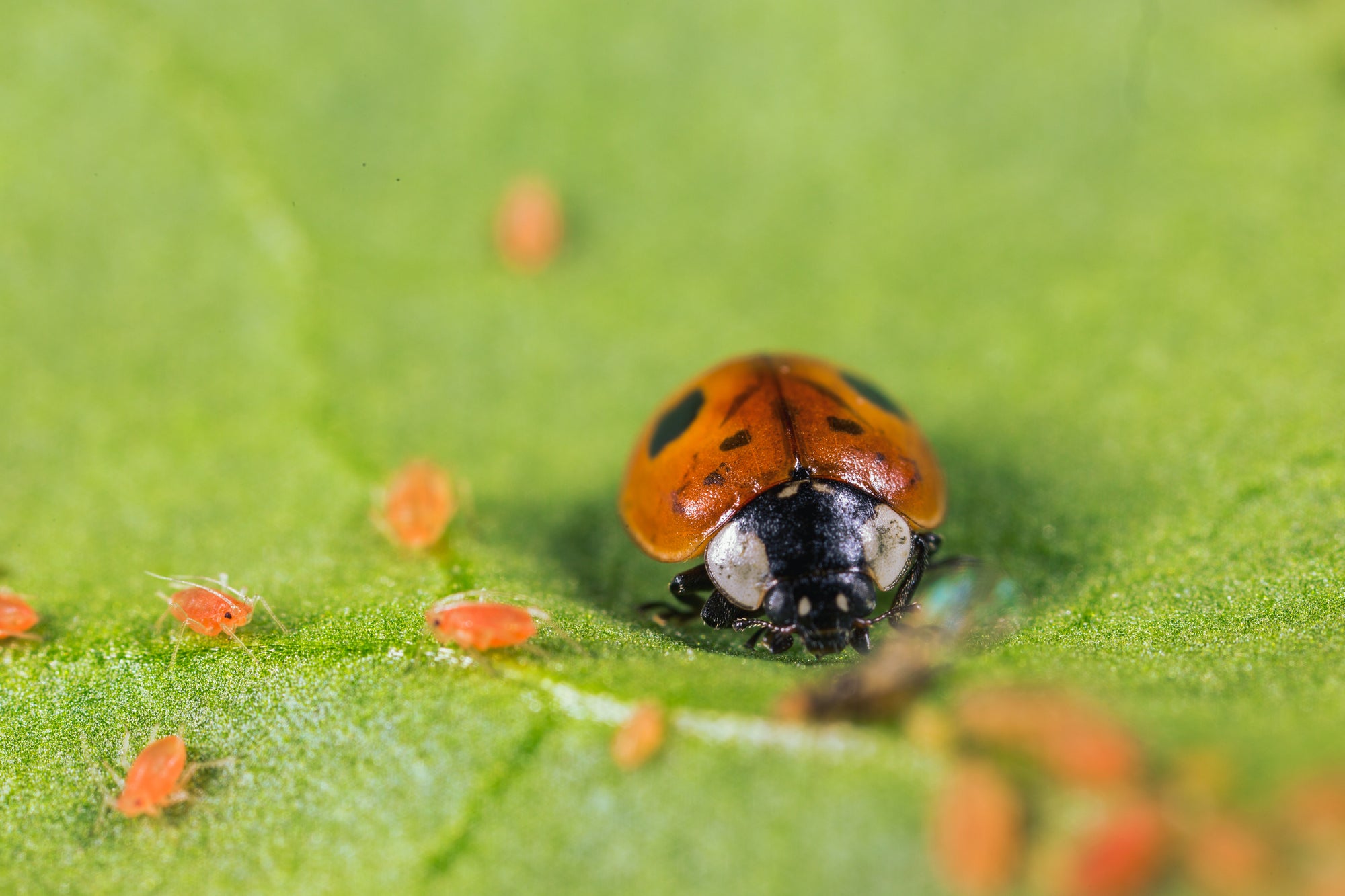 Ladybird Pupae - Adalia bipunctata