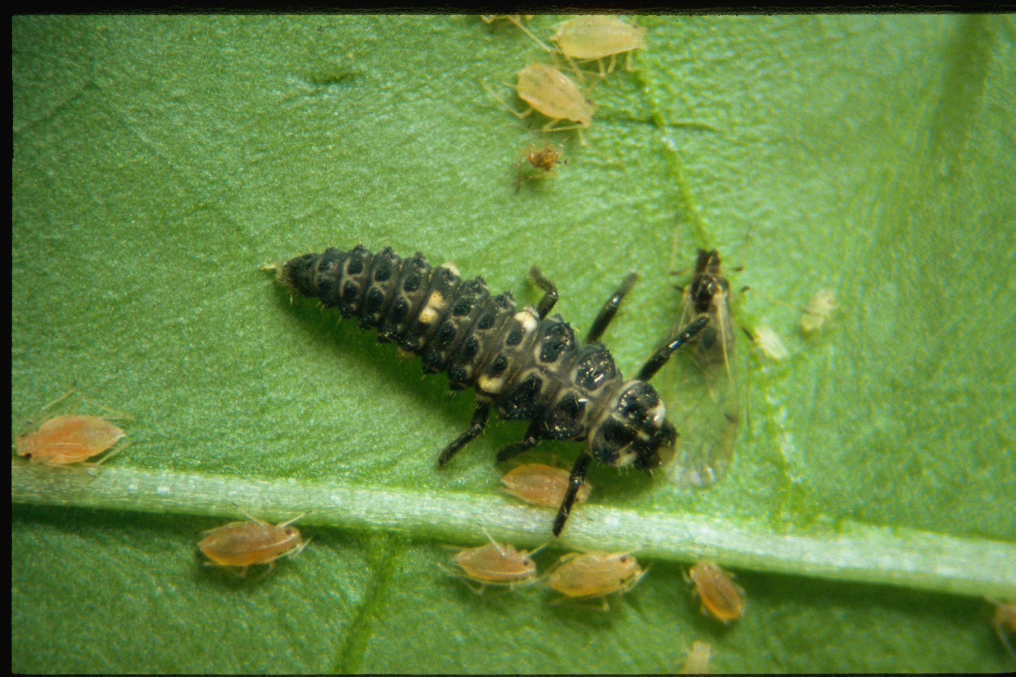 Ladybird larvae - Adalia bipunctata