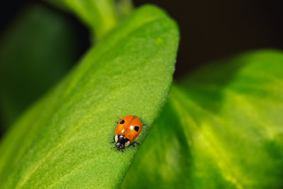 Live Ladybird Lodge